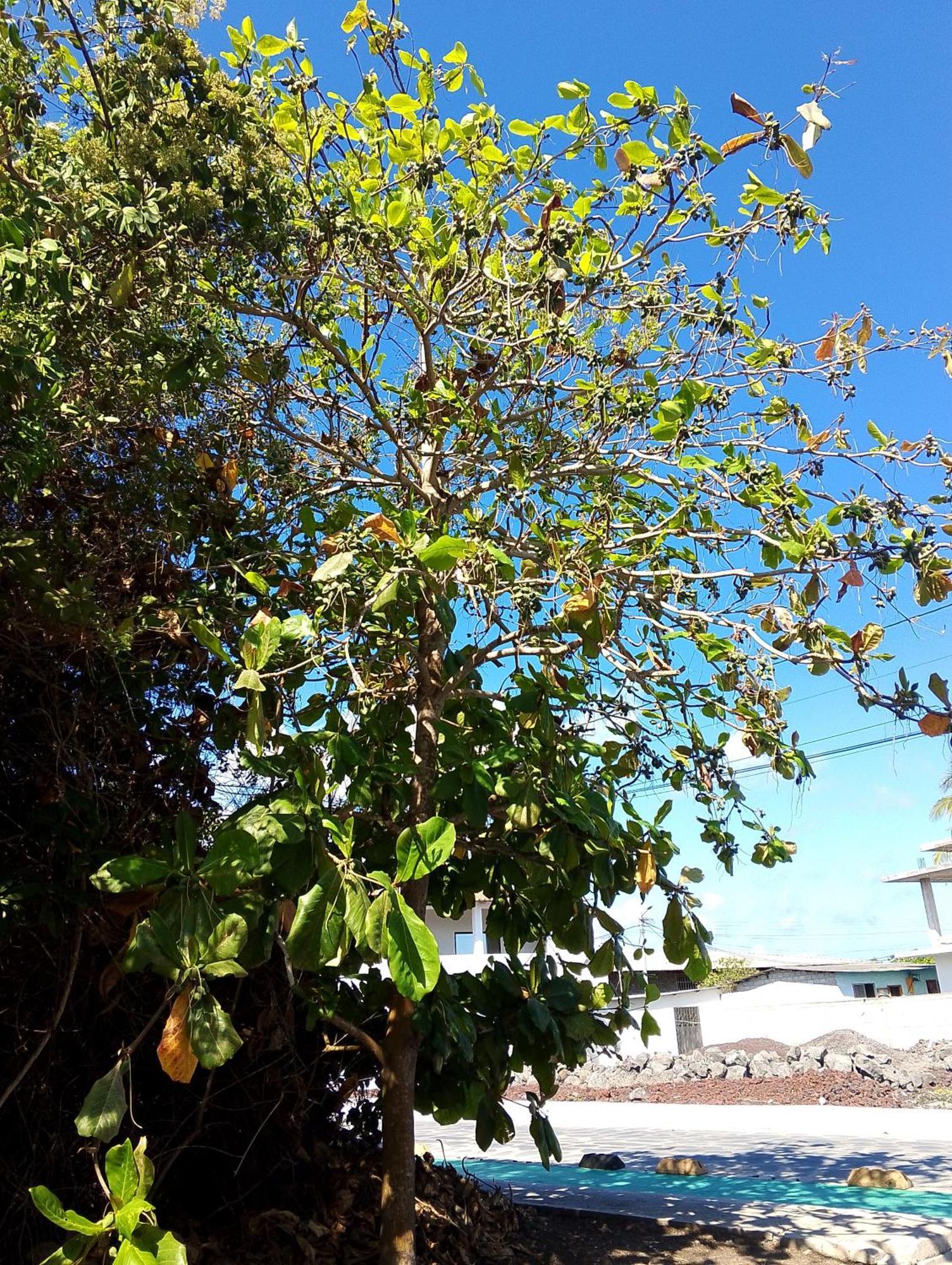 Casa Almendro Apartman Puerto Villamil Kültér fotó